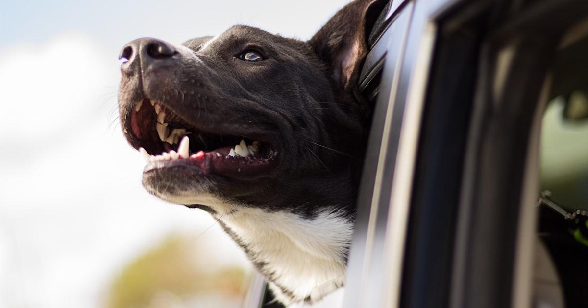Anxiété de Séparation du Chien : Le Guide Complet pour Aider Votre Compagnon