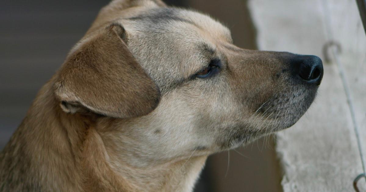 Chien Qui Aboie en Appartement : Solutions Pour Vivre en Harmonie