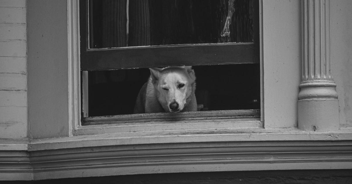 Mon Voisin Se Plaint de Mon Chien Qui Aboie : Que Faire ?