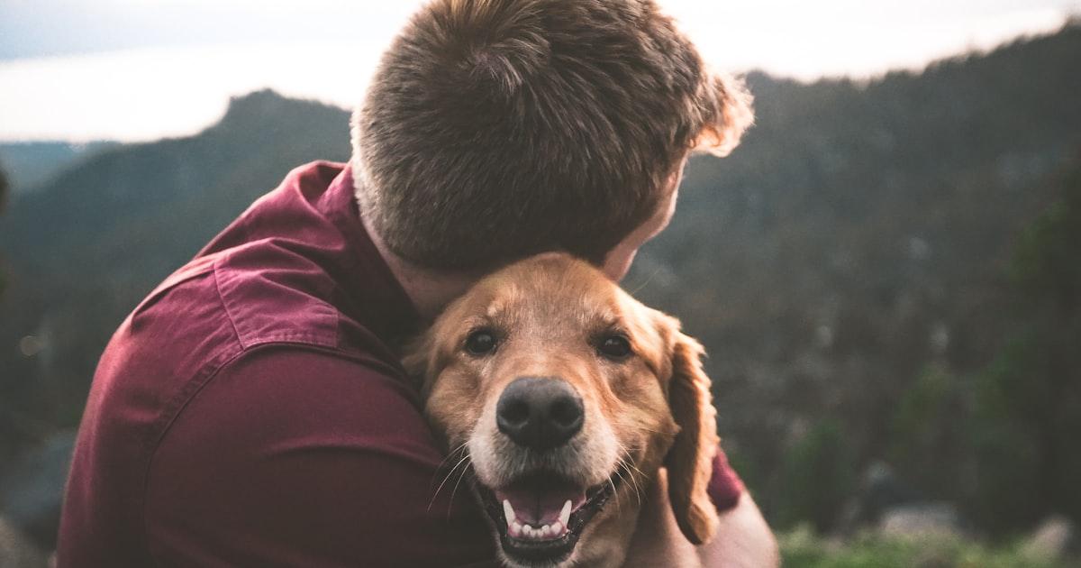 Témoignage : Comment J'ai Stoppé les Aboiements de Mon Chien en 7 Jours