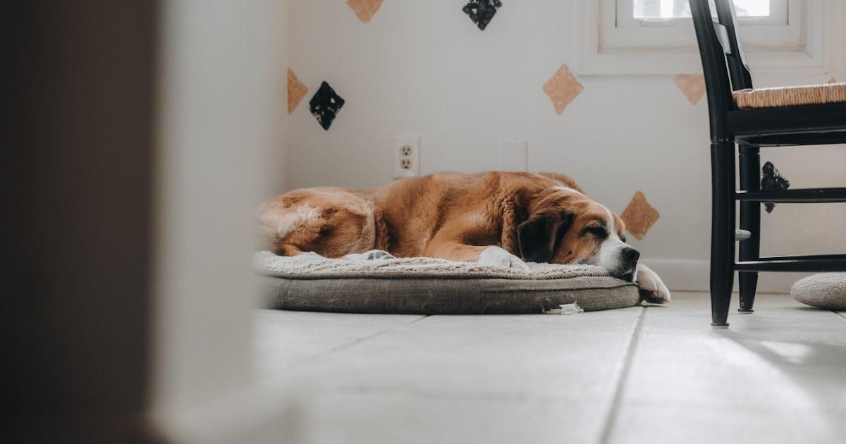 Comment nous avons retrouvé des nuits paisibles