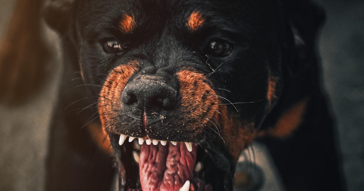 Pourquoi mon chien aboie-t-il ? Les 7 causes principales