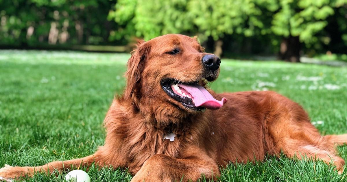 Comment Dresser Son Chien à Ne Plus Aboyer : 7 Techniques Qui Fonctionnent