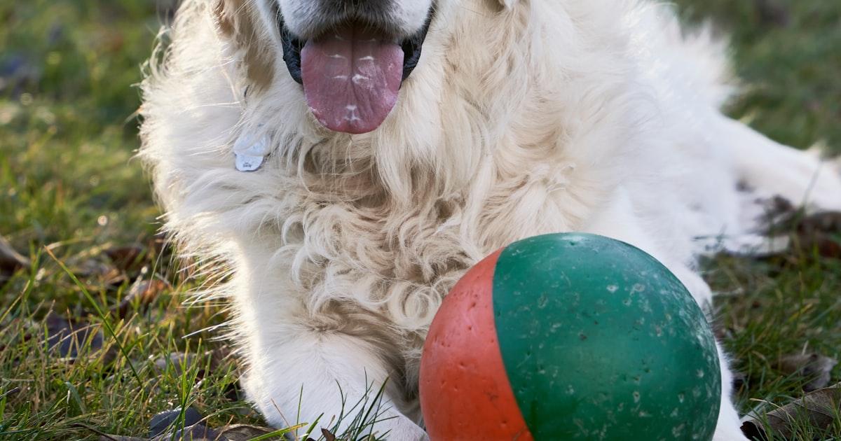 Comment Calmer un Chien Anxieux : 7 Techniques Qui Fonctionnent