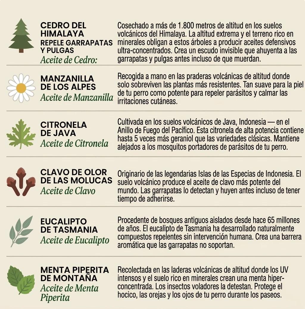 Colgante Antipulgas Natural — Protección 12 Meses para Perros - foto 7